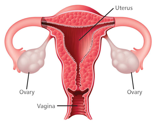 uterus11-1.jpg